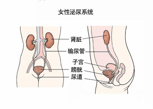 女性泌尿系统