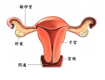 附件炎